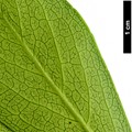 SpeciesSub: f. salicifolius